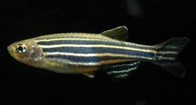 Peixe Danio rerio (zebrafish)