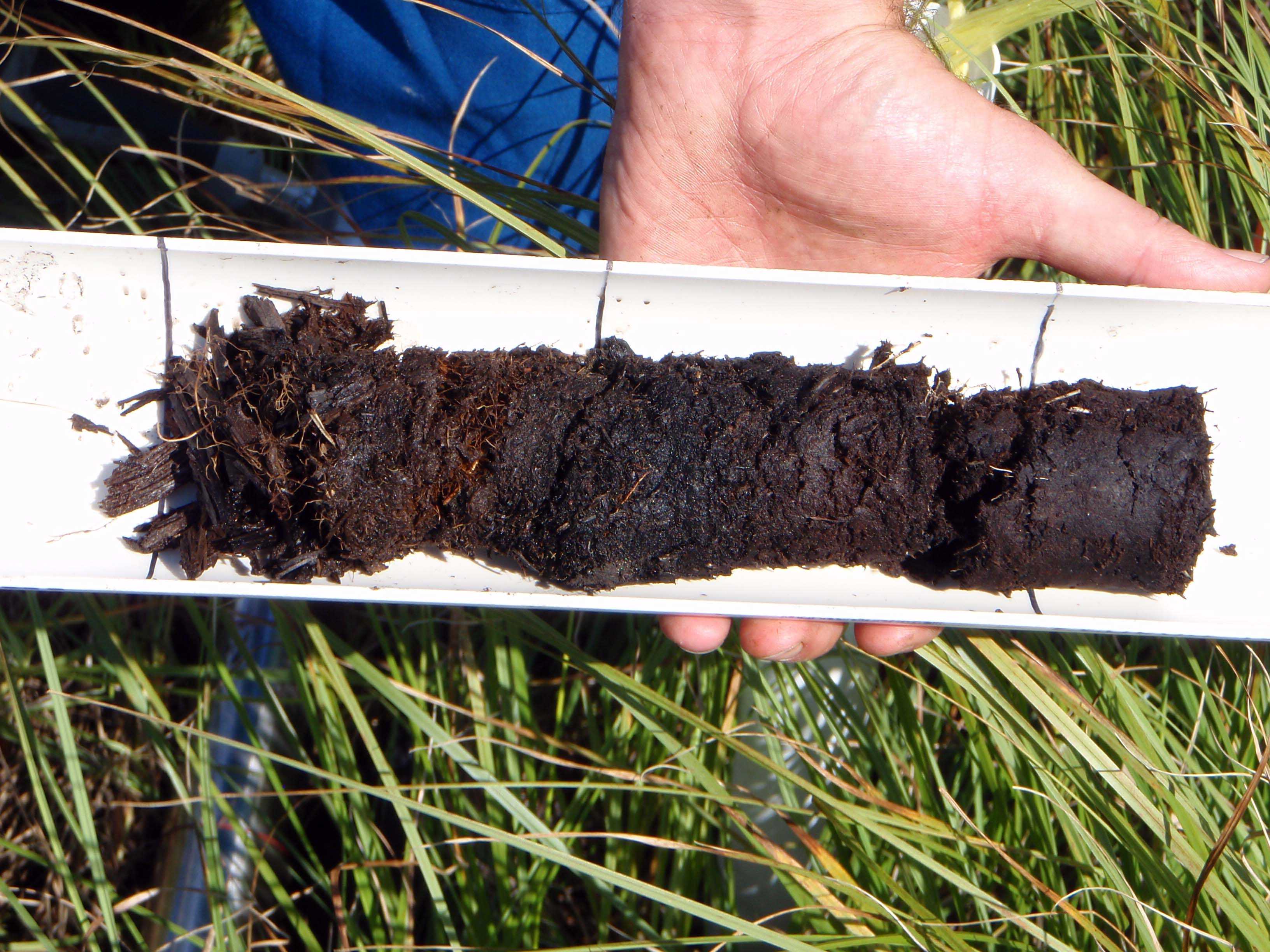 Fig 1.  Peat soil averages 40-50% organic carbon